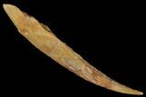 Fossil Shark (Hybodus) Dorsal Spine - Morocco #106559-1